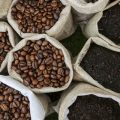 Bio-Kaffee und sein tatsächlicher ökologischer Fußabdruck: Mythen, Realitäten und Konsumverhalten in Deutschland