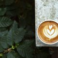 Kaffee als Zutat: Die faszinierende Welt der Kaffee-Desserts in Deutschland